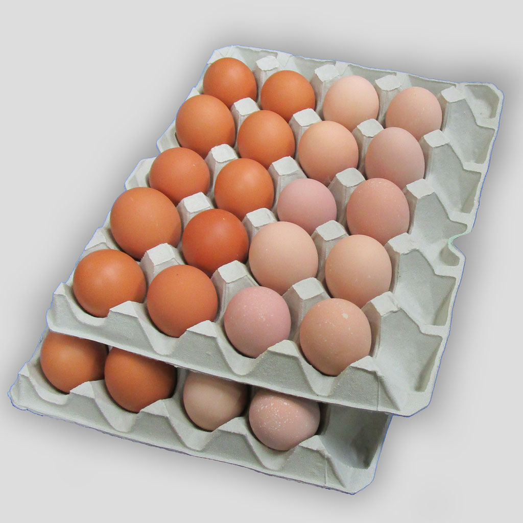 仙寿卵コーチン卵セット（破損保証２個を含む）